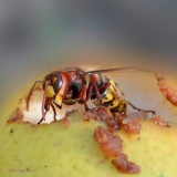 Frelon Européen - insectes