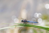 Orthétrum brun et bleuissant Mâle - insectes