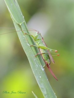 Sauterelle verte - insectes