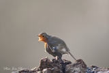 Le Rouge Gorge - Nos  Oiseaux