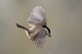 Mésange Nonnette et sa graine de tournesol - Nos  Oiseaux