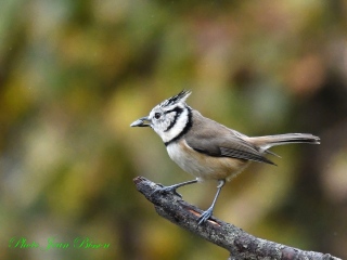 Mésange huppée  ( Lophophanes cristatus ) - Nos  Oiseaux