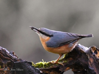 Sitelle torchepot - Nos  Oiseaux