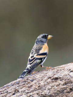 Le Pinson du Nord ( fringilla montifringilla ) - Nos  Oiseaux