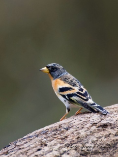Le Pinson du Nord ( fringilla montifringilla ) - Nos  Oiseaux