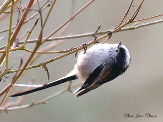 Mésange à longue Queue - Nos  Oiseaux
