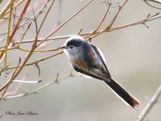 Mésange à longue Queue - Nos  Oiseaux
