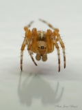 Araignée famille des  Linyphiidaé - Les Araignées du jardin