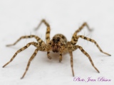 Araignée Lycosidaé Pardosa nigriceps - Les Araignées du jardin