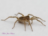 Araignée Lycosidaé Pardosa nigriceps - Les Araignées du jardin