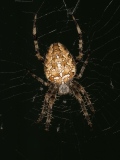 Araignée   