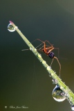 Araugnée et les gouttes de rosée - Les Araignées du jardin