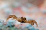 Araignée Xysticus cristatus - Les Araignées du jardin