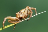 Araignée Xysticus cristatus - Les Araignées du jardin