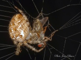Araignée Epeire Diadème - Les Araignées du jardin