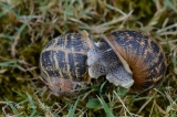 Début d'accouplement - Accouplement d'escargots