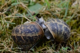 La rencontre amoureuse - Accouplement d'escargots