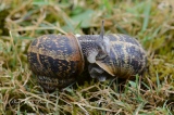 Début d'accouplement - Accouplement d'escargots
