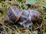 Accouplement - Accouplement d'escargots