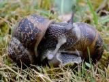 Accouplement - Accouplement d'escargots