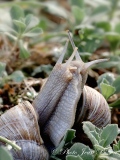 Accouplements d'escargots blancs de Bourgogne - Accouplement d'escargots