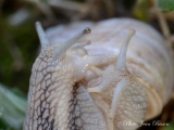 Accouplements d'escargots blancs de Bourgogne - Accouplement d'escargots