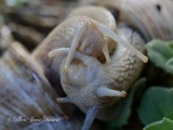 Accouplements d'escargots blancs de Bourgogne - Accouplement d'escargots
