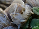 Accouplements d'escargots blancs de Bourgogne - Accouplement d'escargots