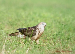 Buse variable  ( Juvénile ) - Les Photos de la Semaine