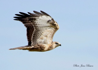 Buse variable  ( Juvénile ) - Les Photos de la Semaine