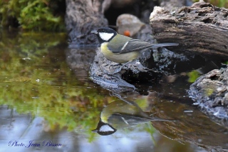 Mésange Charbonnière - Les Photos de la Semaine