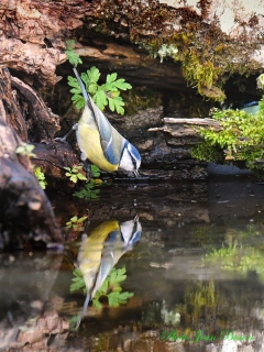 Mésange à tête bleue - Les Photos de la Semaine
