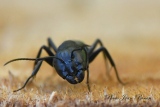 jbisson-photo-peinture - Fourmis Charpentières