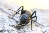 jbisson-photo-peinture - Fourmis Charpentières