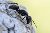 jbisson-photo-peinture - Fourmis Charpentières