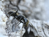 jbisson-photo-peinture - Fourmis Charpentières