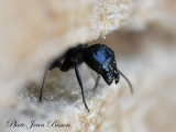 jbisson-photo-peinture - Fourmis Charpentières