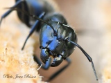 jbisson-photo-peinture - Fourmis Charpentières