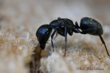 jbisson-photo-peinture - Fourmis Charpentières