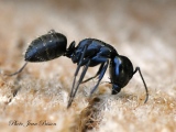 jbisson-photo-peinture - Fourmis Charpentières