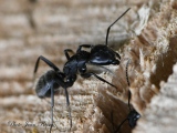 jbisson-photo-peinture - Fourmis Charpentières