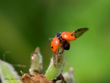 Envol de la Coccinelle - Les Coccinelles