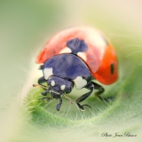 Coccinelle de face - Les Coccinelles