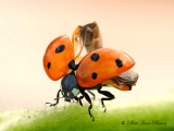 Coccinelle avant l'envol - Les Coccinelles