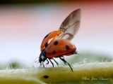 Coccinelle avant l'envol - Les Coccinelles