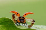 Coccinelle avant l'envol - Les Coccinelles