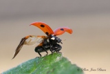 Coccinelle avant l'envol - Les Coccinelles