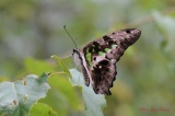 Papillon exotique   Graphium agamemnon - Papillons Exotiques