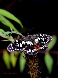 _Papillon exotique    Papilio demodocus - Papillons Exotiques