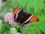La Siproéta Brune - Papillons Exotiques